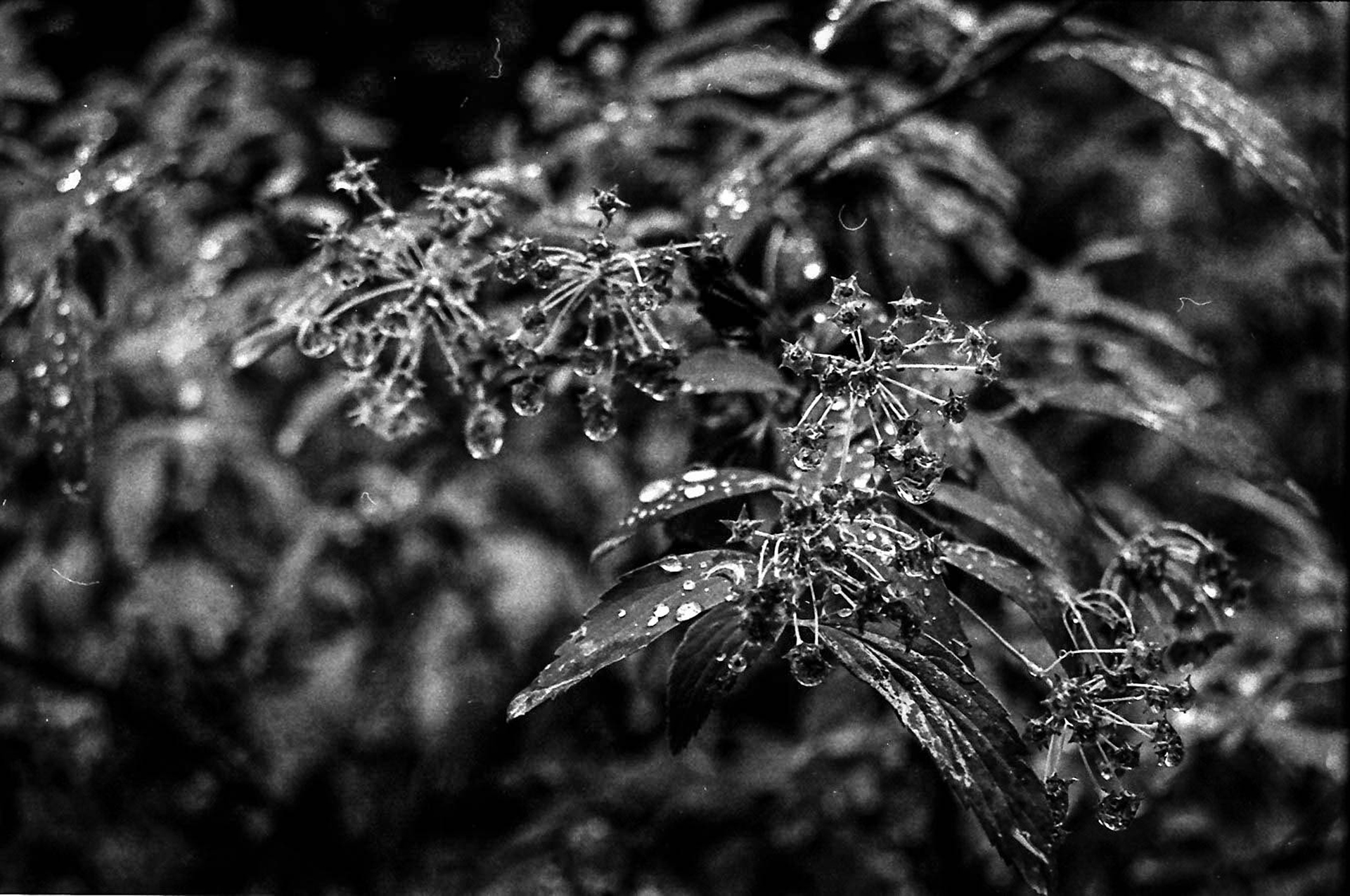 Black Garden